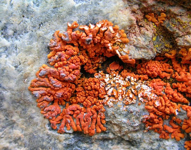 Xanthoria elegans